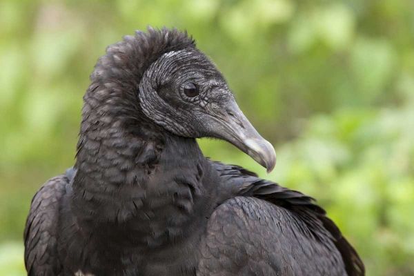 Florida, Everglades NP Black vulture in profile